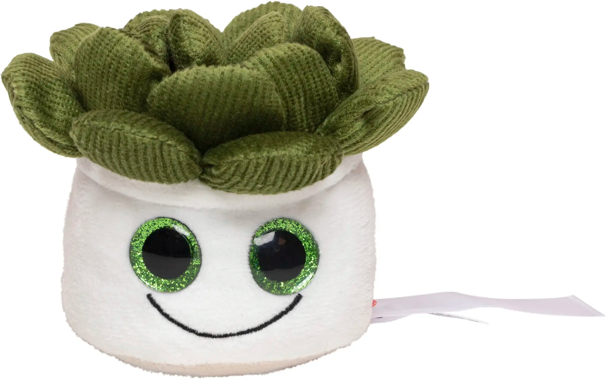 all-groups Schmoozies Evergreenies Succulent